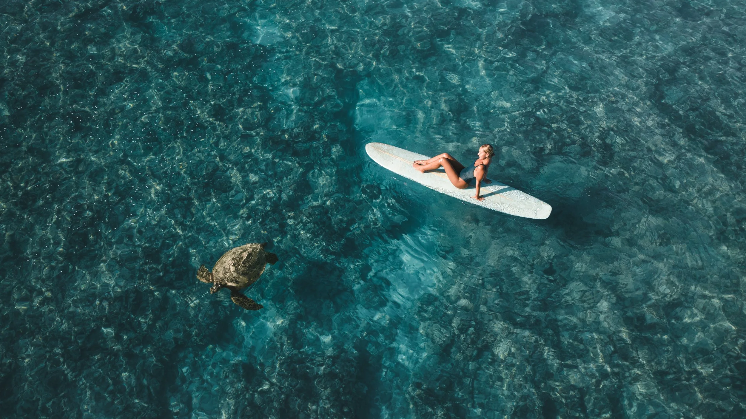 Haley and the Honu